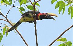 Red-necked Aracari